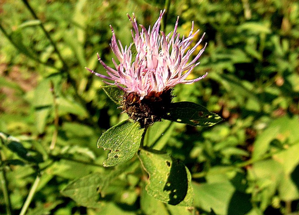 Centaurea sp.