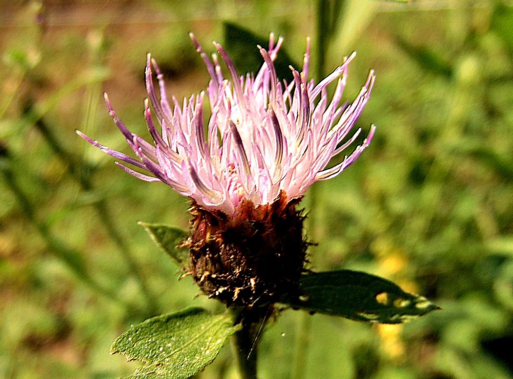 Centaurea sp.