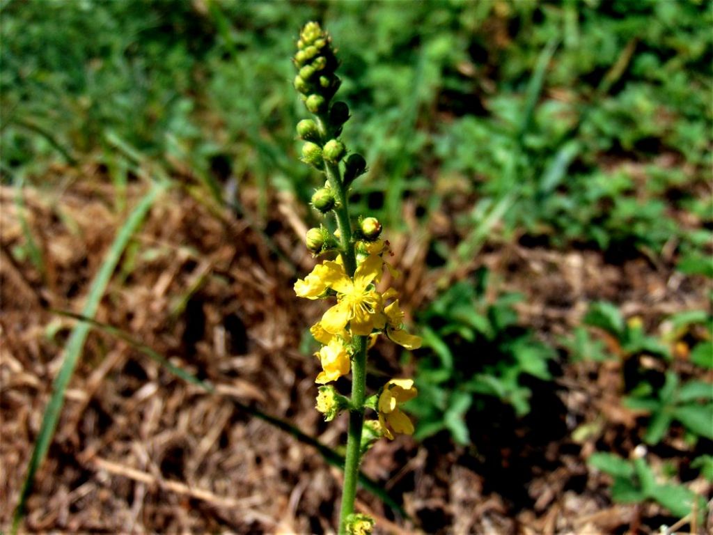Agrimonia eupatoria (Rosaceae)