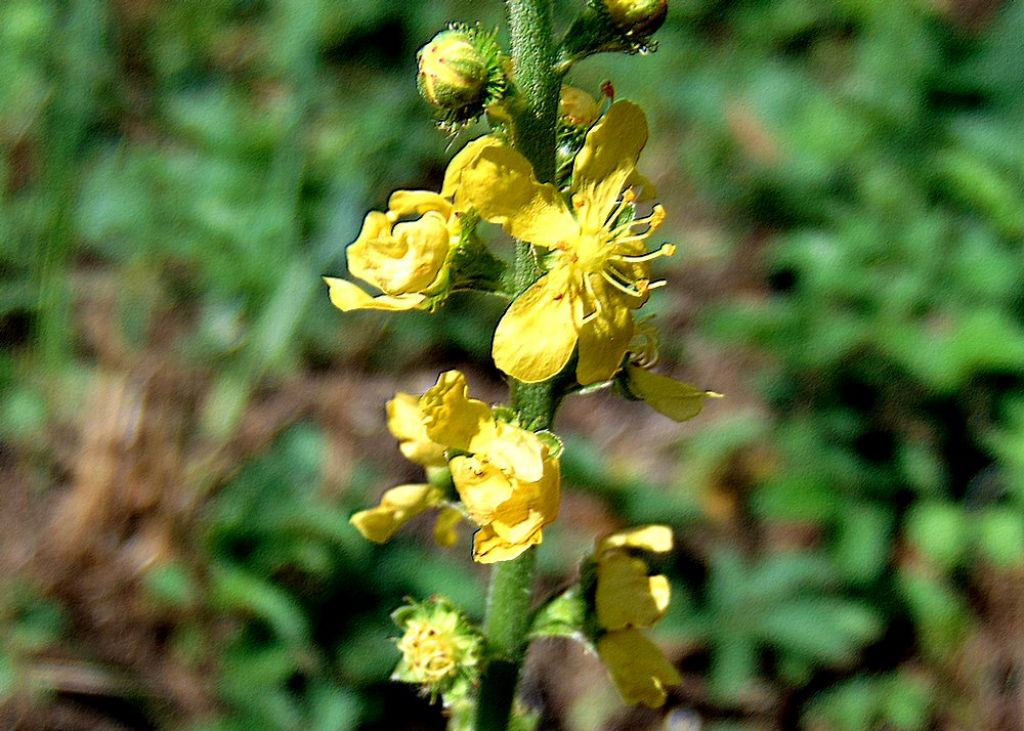 Agrimonia eupatoria (Rosaceae)