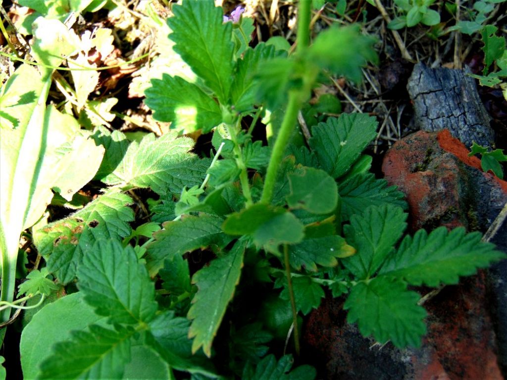 Agrimonia eupatoria (Rosaceae)