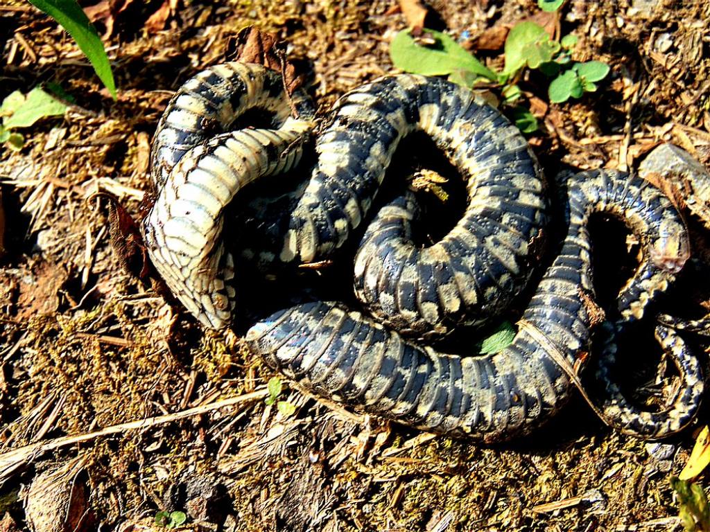 natrice viperina (Natrix maura)