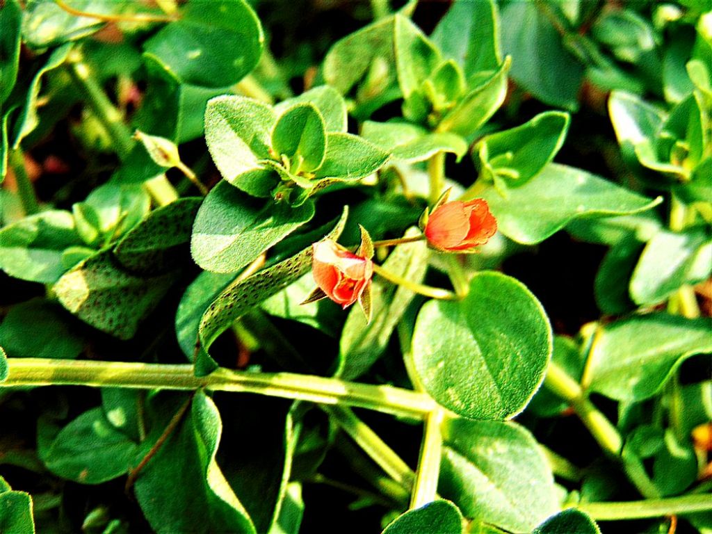 Lysimachia arvensis