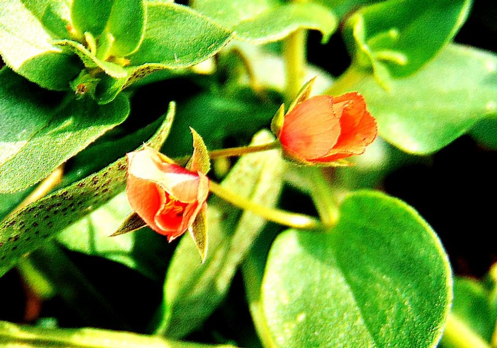 Lysimachia arvensis