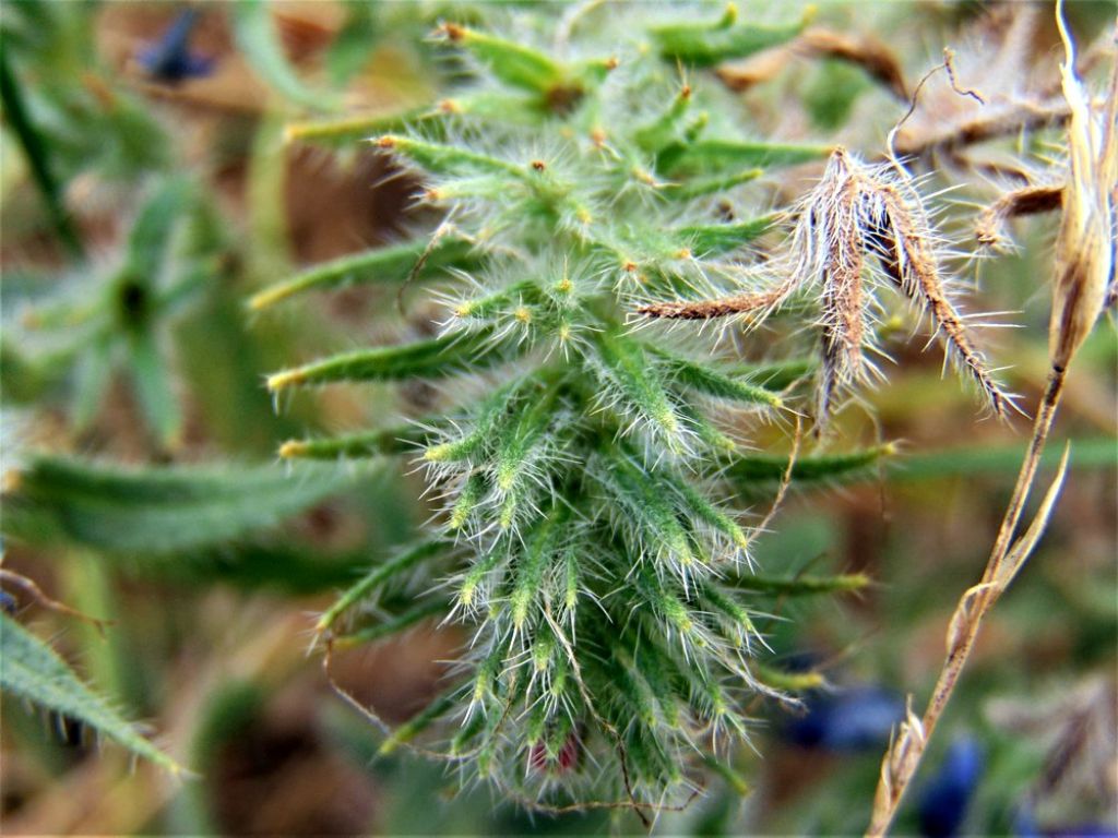 Echium vulgare (Boraginaceae)