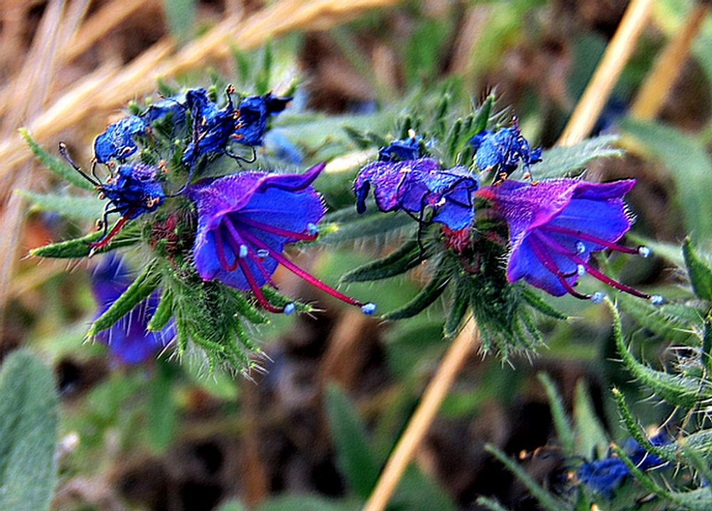 Echium vulgare (Boraginaceae)