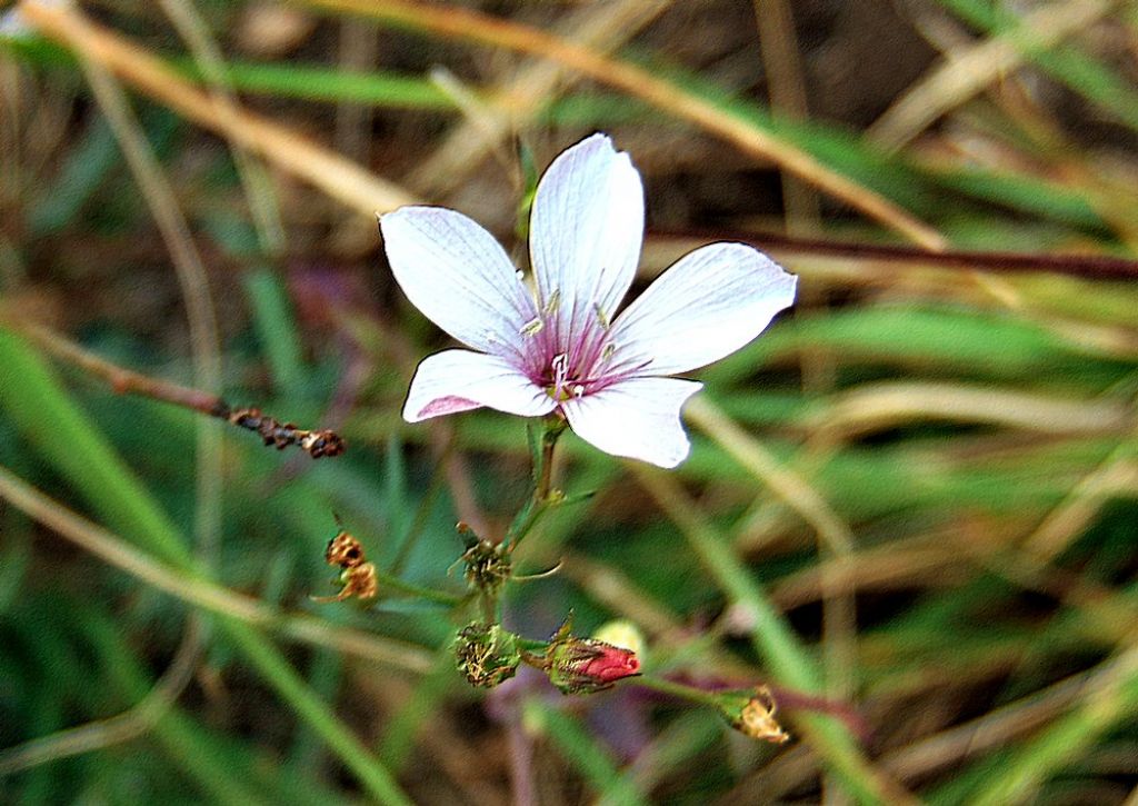 Linum cfr. tenuifolium (Linaceae)