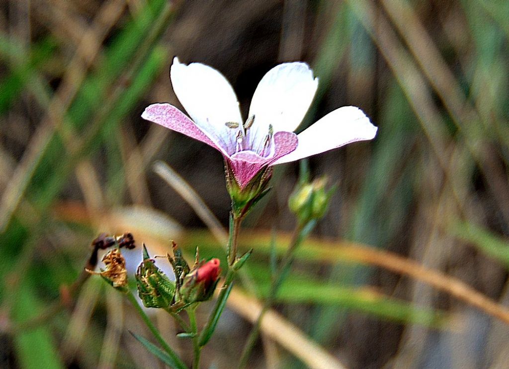 Linum cfr. tenuifolium (Linaceae)