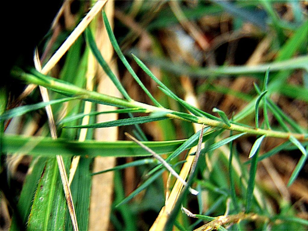 Linum cfr. tenuifolium (Linaceae)