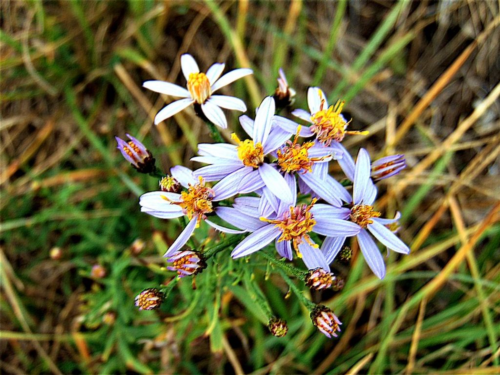 Galatella sedifolia (Asteraceae)