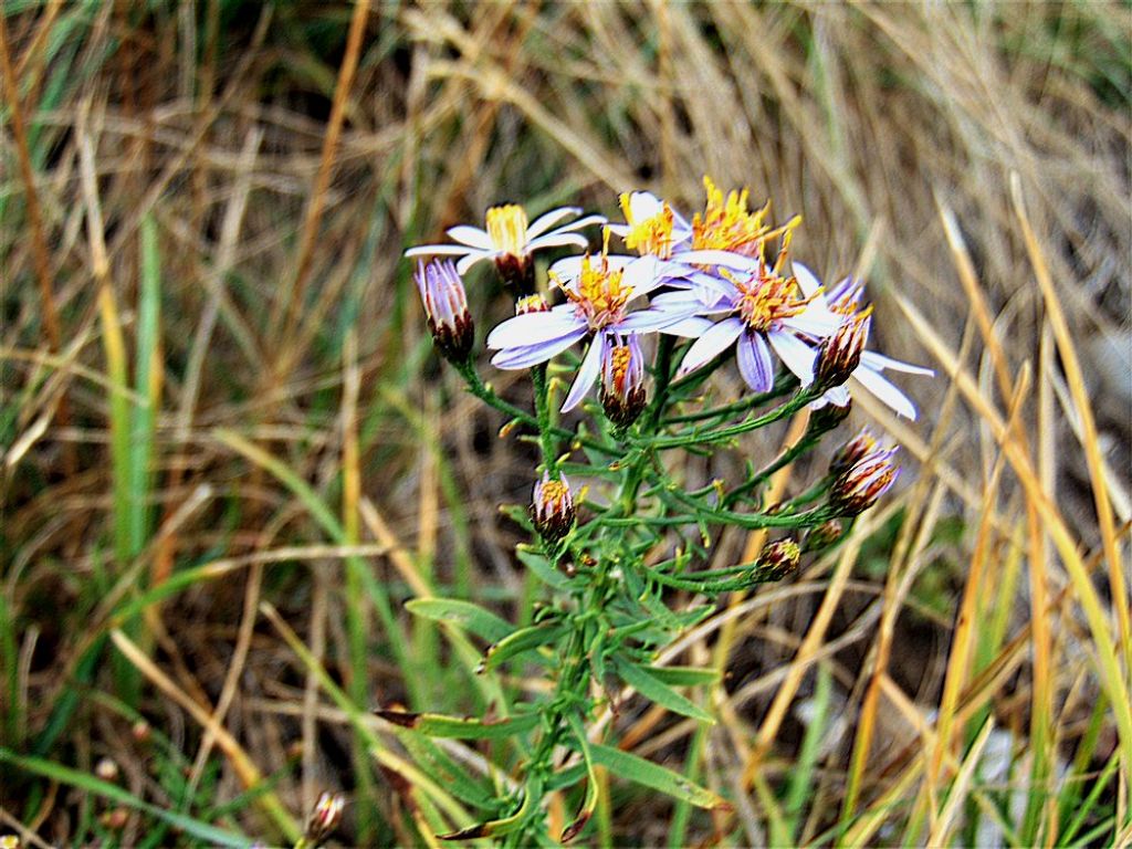 Galatella sedifolia (Asteraceae)