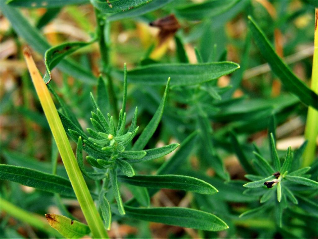 Galatella sedifolia (Asteraceae)