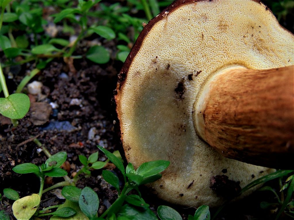 fungo1