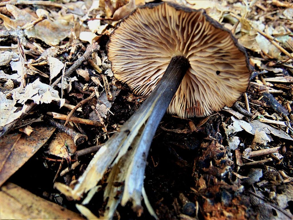 fungo da id 2