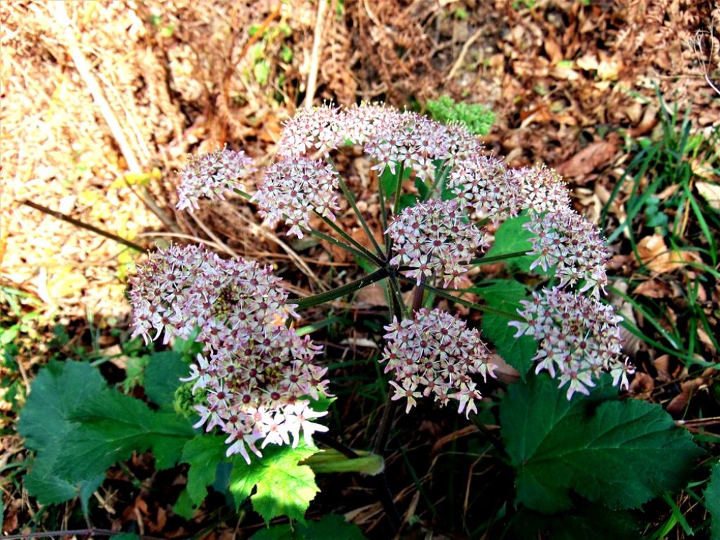 pianta da det - Heracleum sphondylium