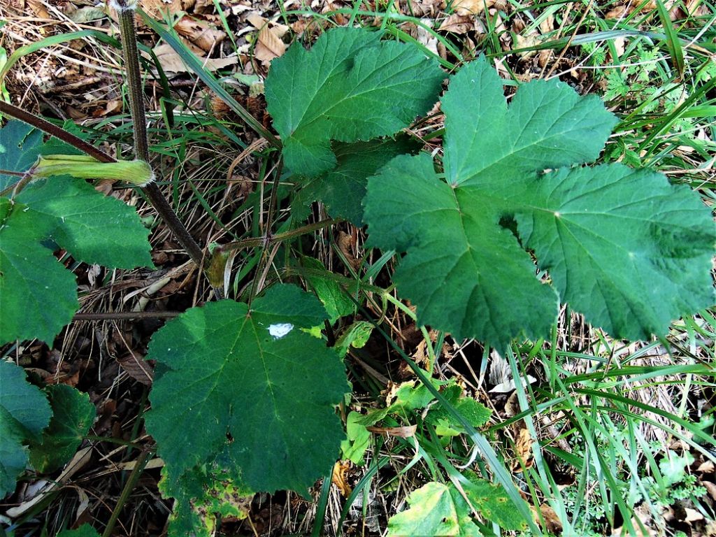 pianta da det - Heracleum sphondylium