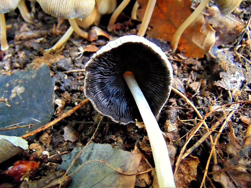 fungo1