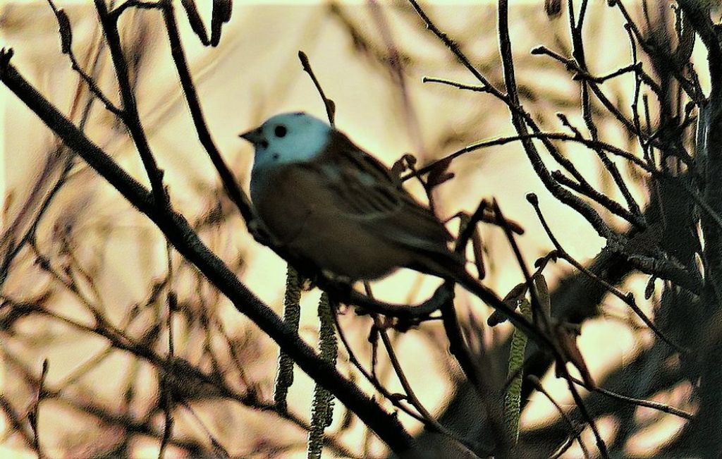 Zigolo muciatto  (Emberiza cia), parzialmente leucocistico