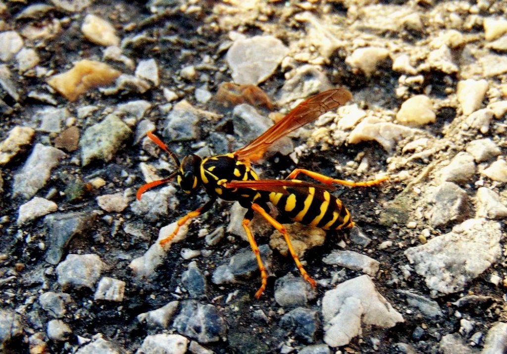imenottero da id: Polistes dominula