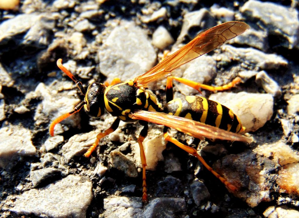 imenottero da id: Polistes dominula