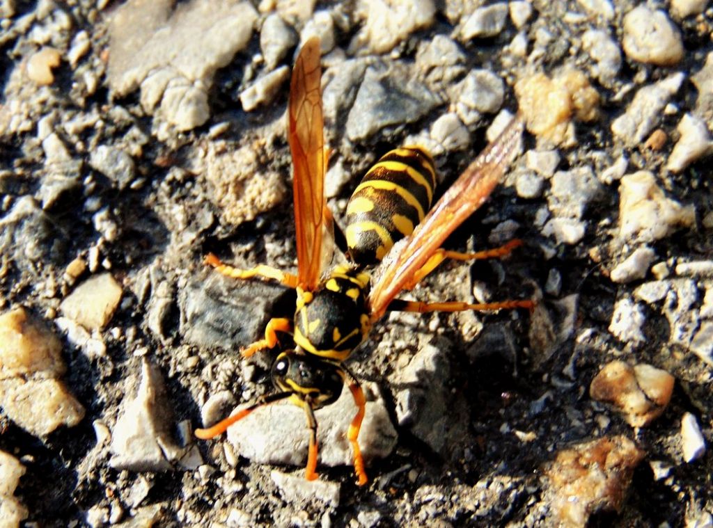 imenottero da id: Polistes dominula