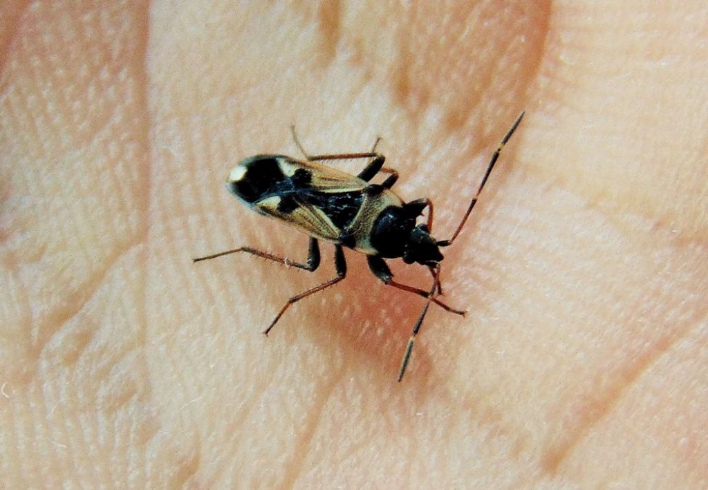 Lygaeidae: Raglius confusus