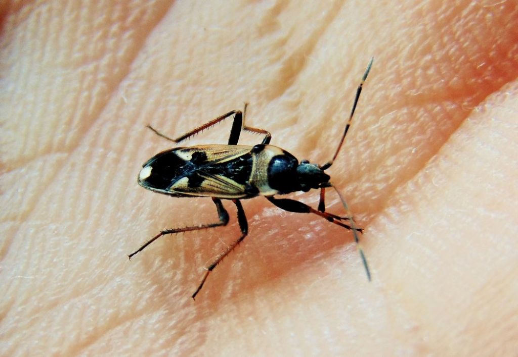 Lygaeidae: Raglius confusus