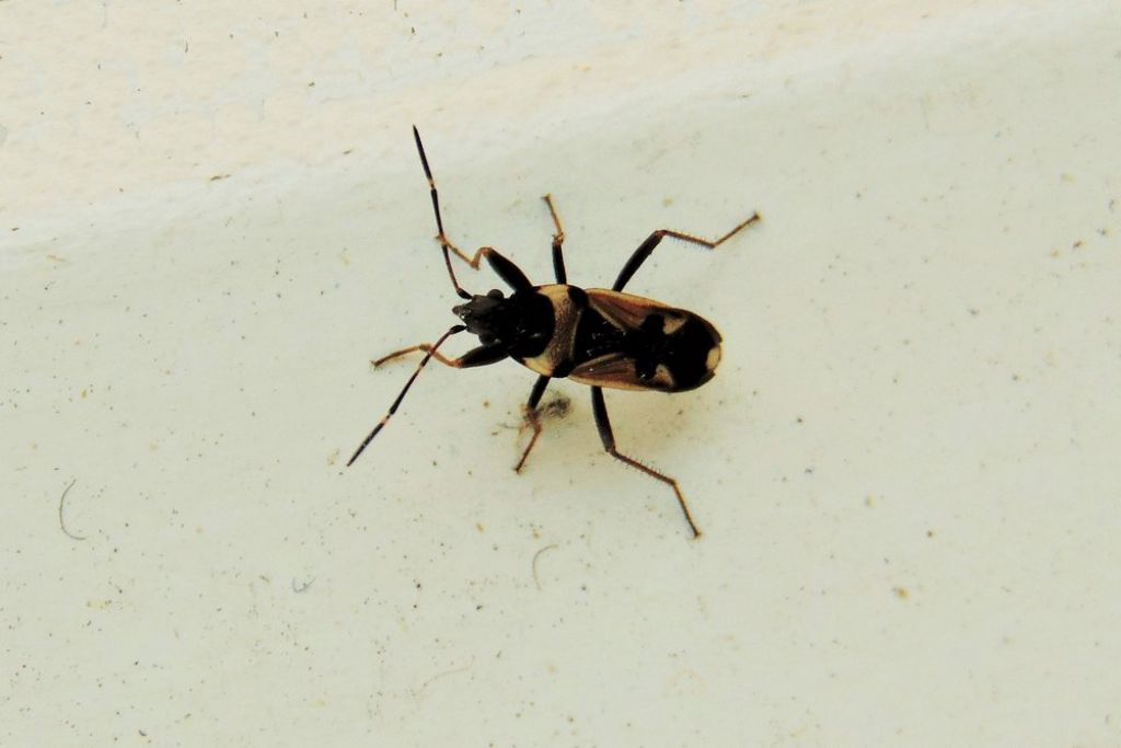 Lygaeidae: Raglius confusus