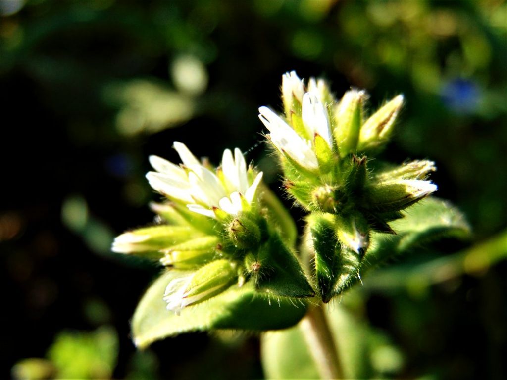 Cerastium glomeratum (Caryophyllaceae)