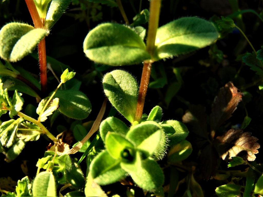 Cerastium glomeratum (Caryophyllaceae)