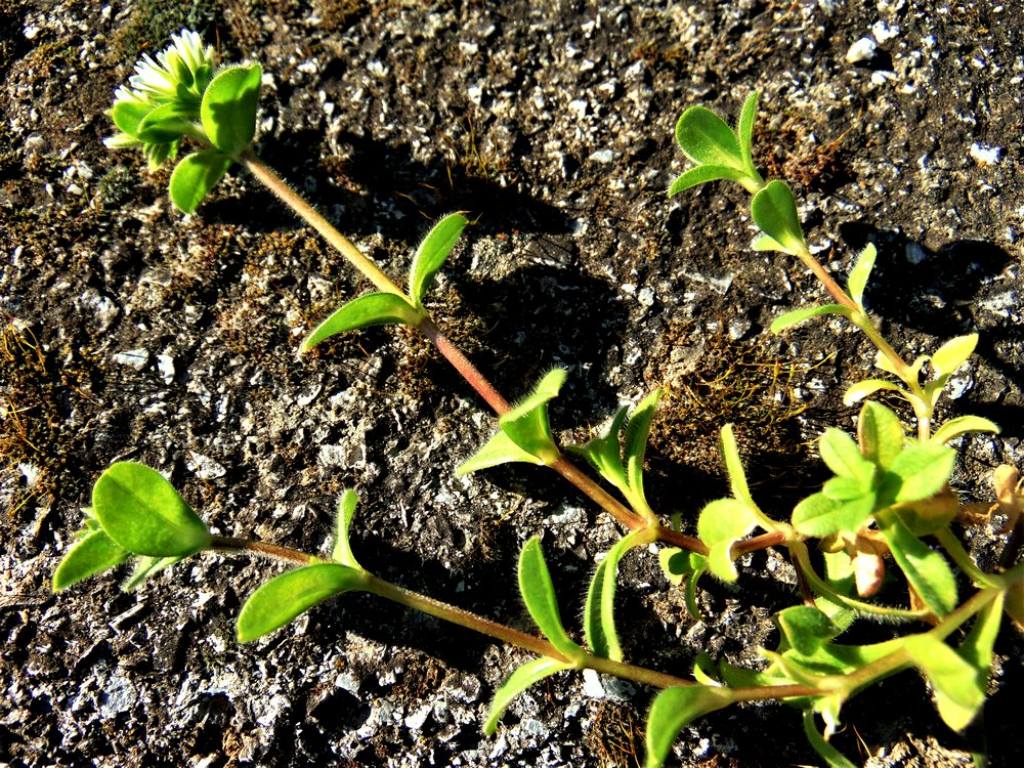 Cerastium glomeratum (Caryophyllaceae)