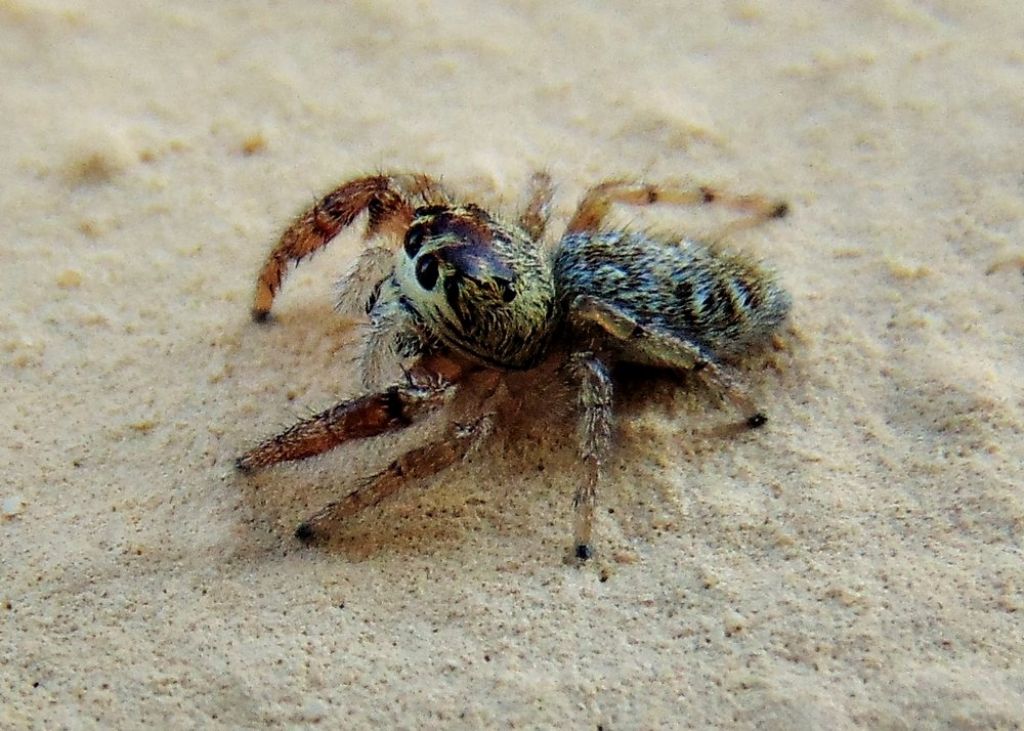 Macaroeris nidicolens, femmina - Campomorone (GE)