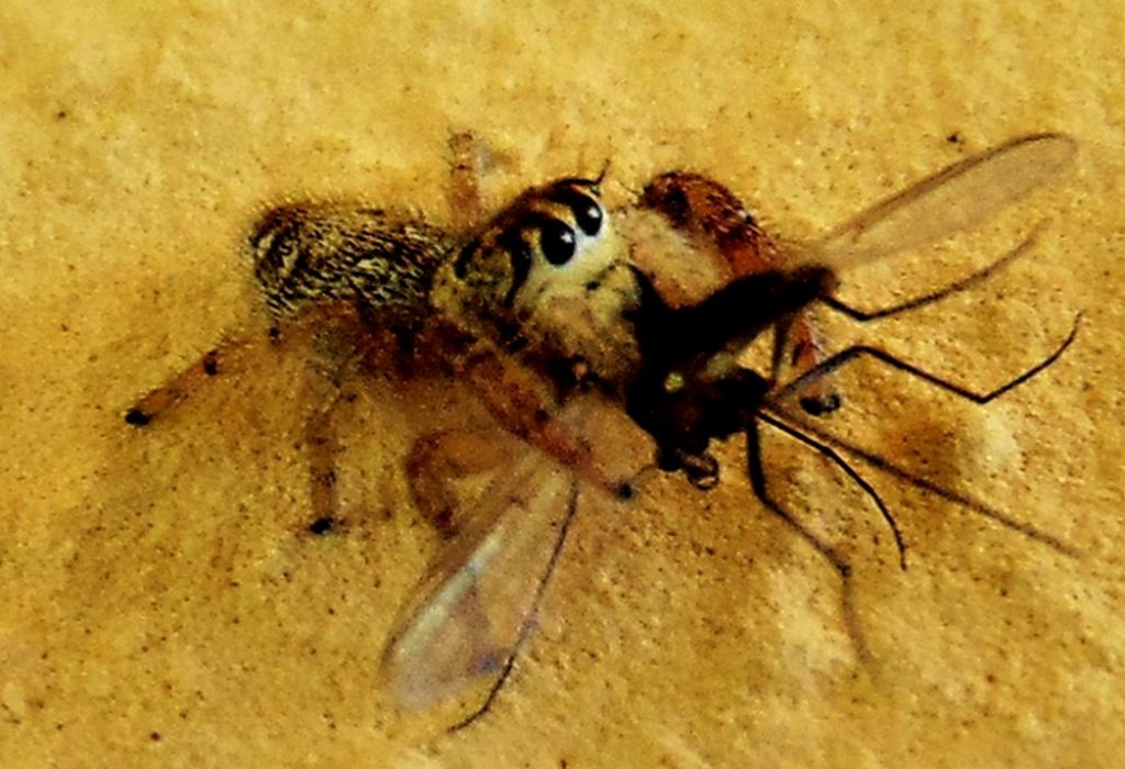 Macaroeris nidicolens, femmina - Campomorone (GE)