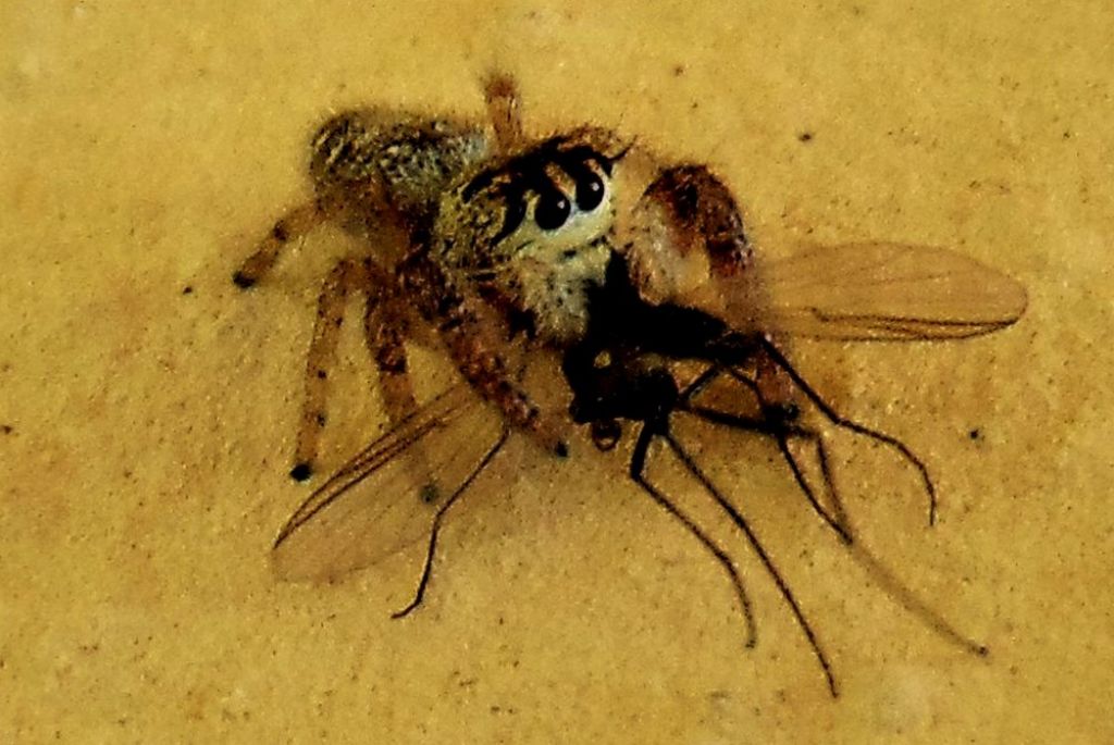 Macaroeris nidicolens, femmina - Campomorone (GE)