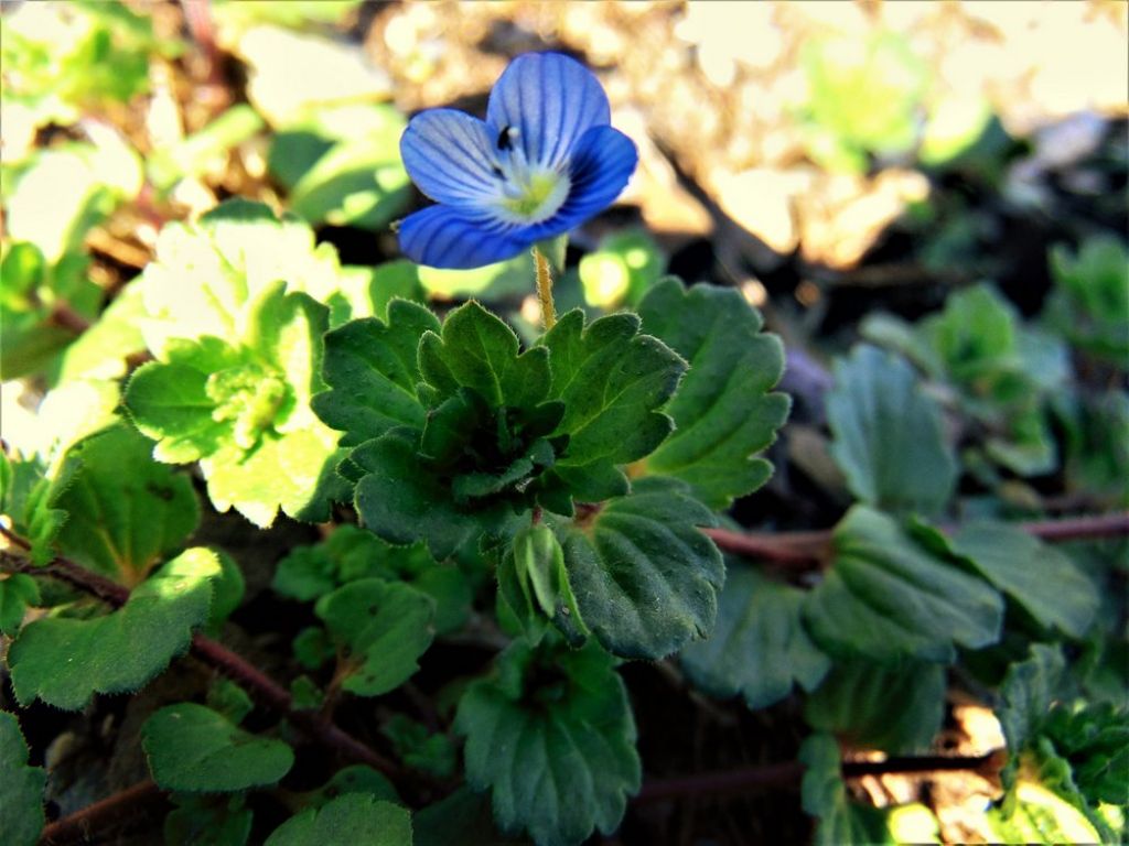 Veronica sp.