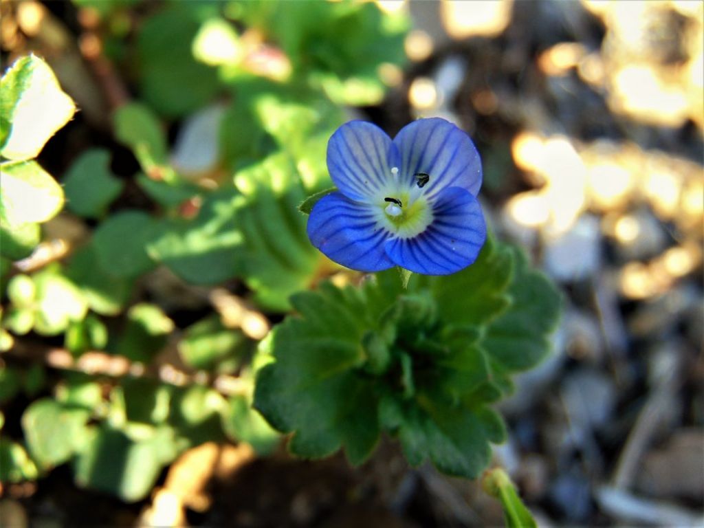 Veronica sp.