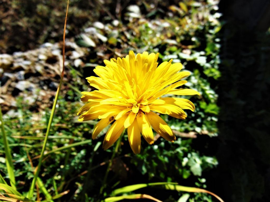 Hyoseris radiata (Asteraceae)