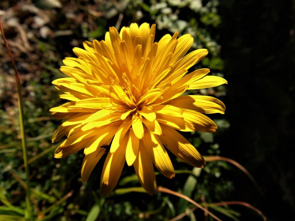 Hyoseris radiata (Asteraceae)