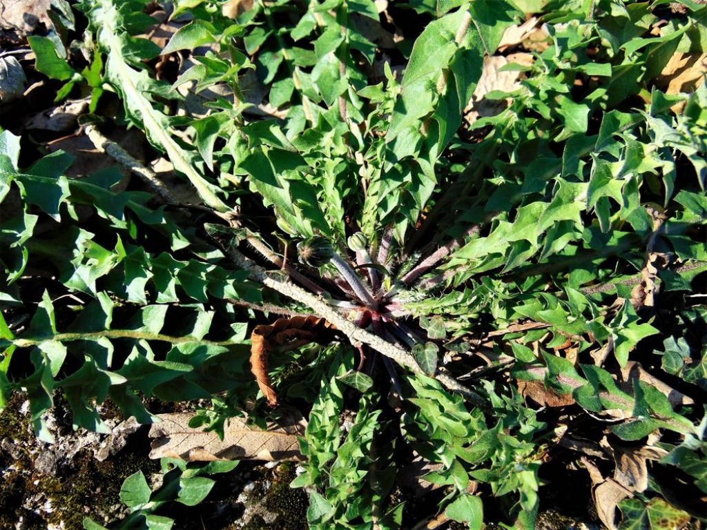 Hyoseris radiata (Asteraceae)