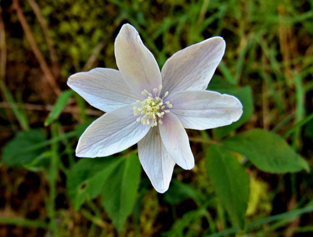 Anemonoides trifolia (Ranunculaceae)