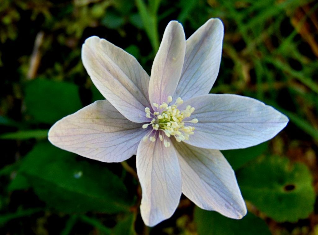 Anemonoides trifolia (Ranunculaceae)