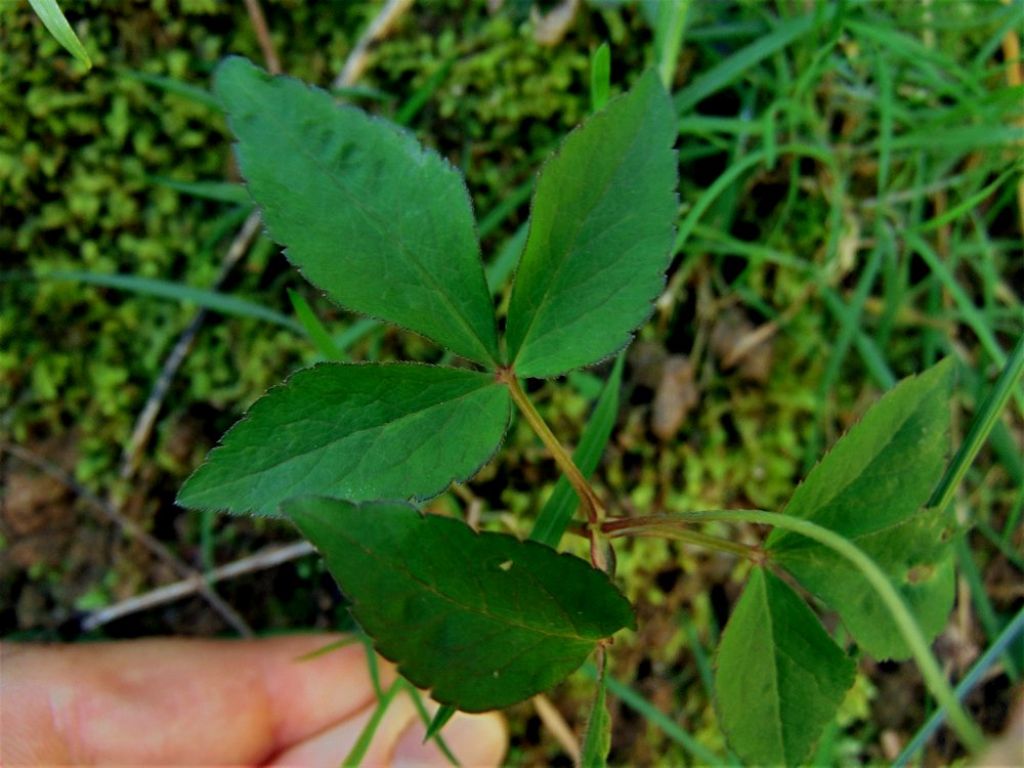 Anemonoides trifolia (Ranunculaceae)
