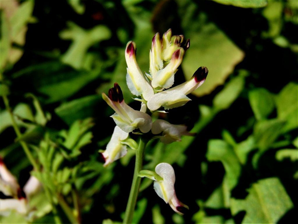 Fumaria cfr. capreolata (Papaveraceae)