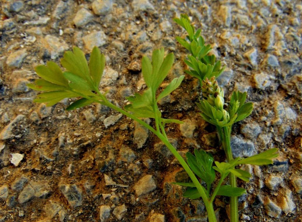 Fumaria cfr. capreolata (Papaveraceae)