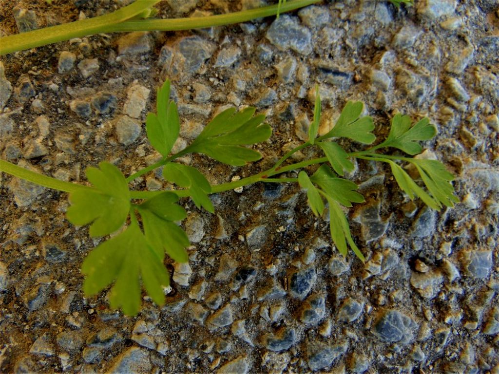Fumaria cfr. capreolata (Papaveraceae)