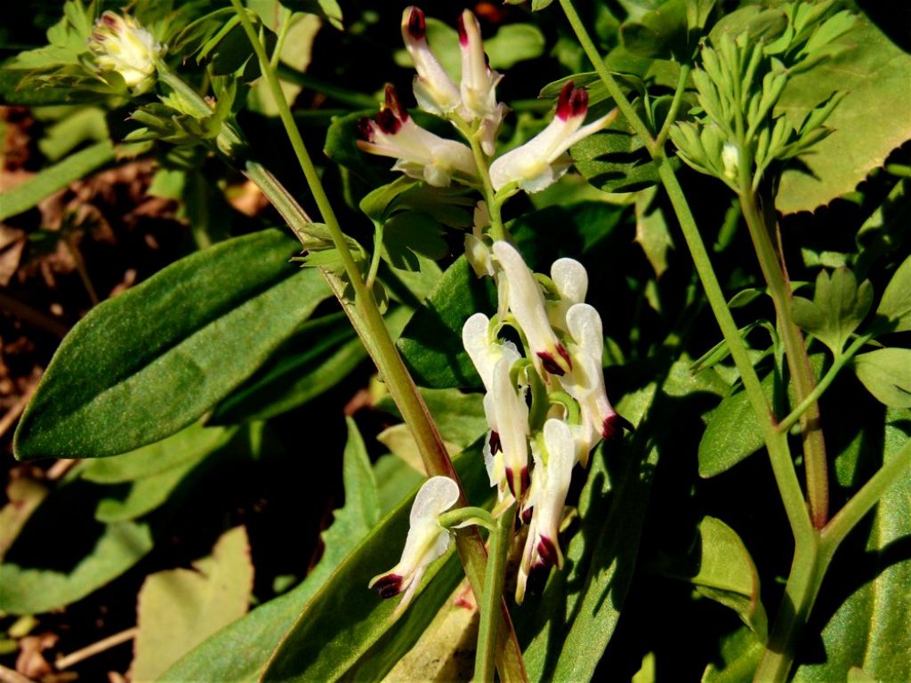 Fumaria cfr. capreolata (Papaveraceae)
