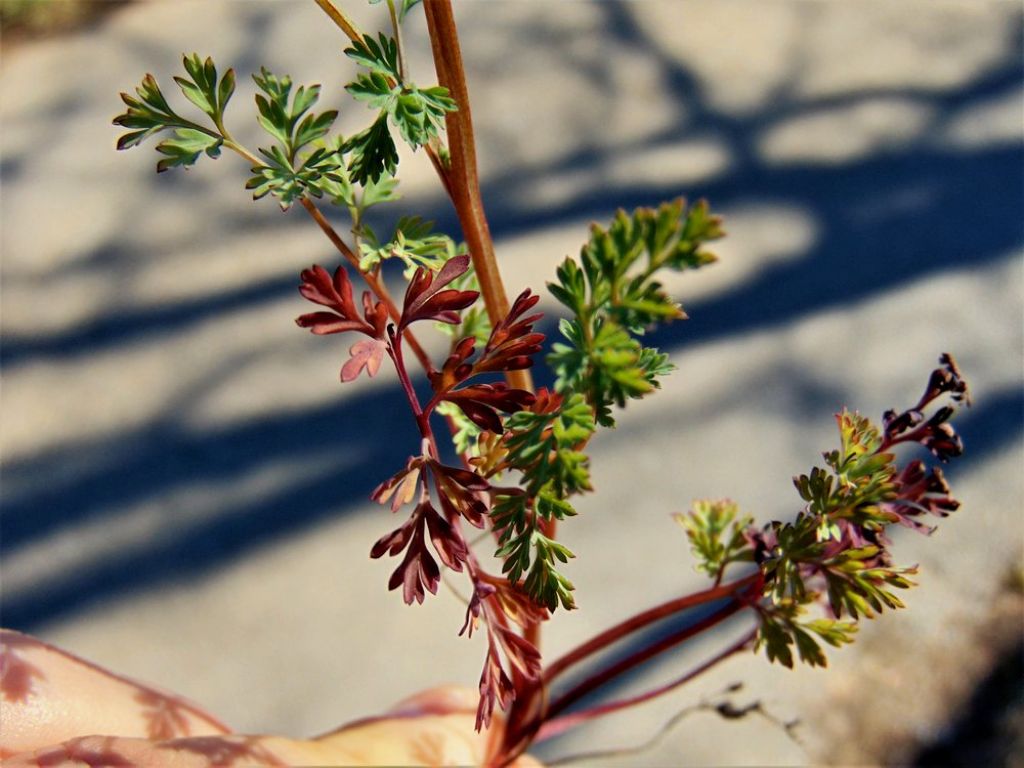 Fumaria officinalis (Papaveraceae)