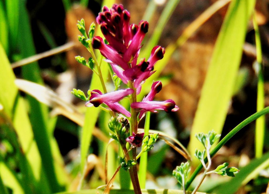 Fumaria officinalis (Papaveraceae)