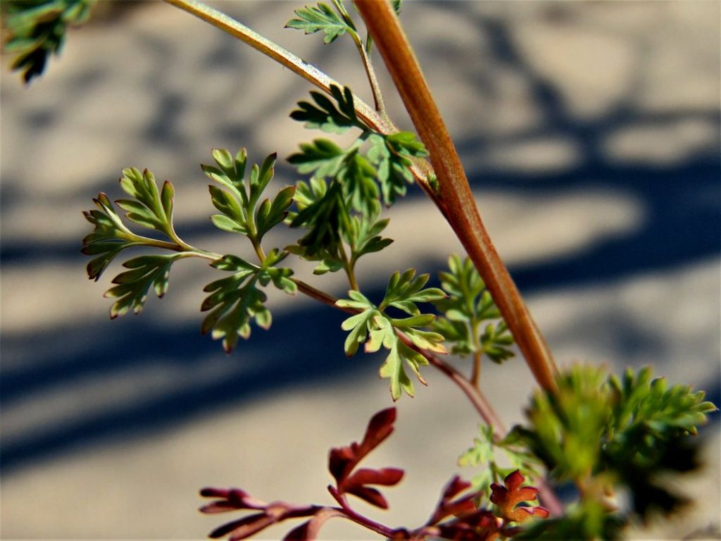 Fumaria officinalis (Papaveraceae)