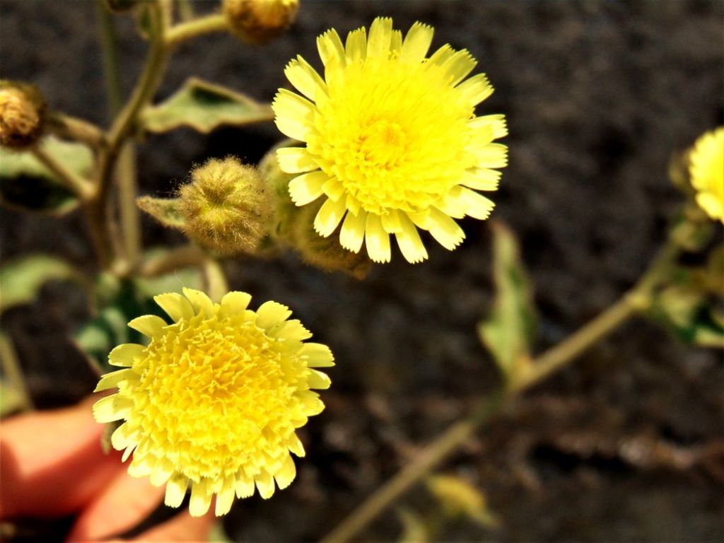 Andryala integrifolia